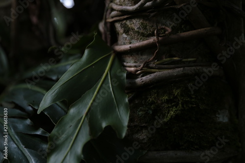 Roots vine Exotic tree
