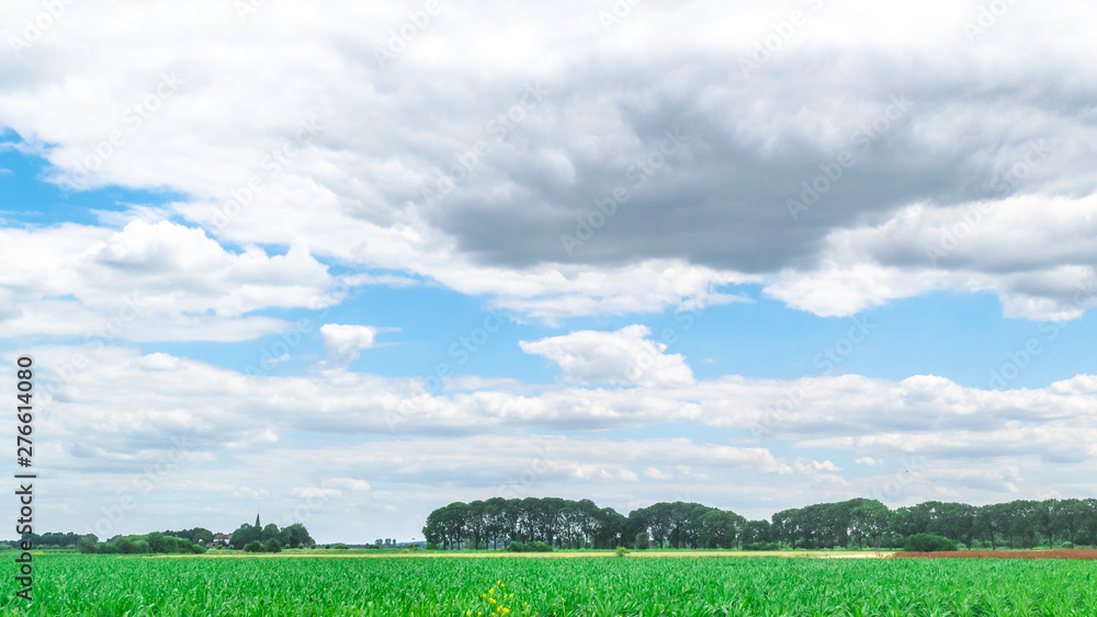 Fototapeta premium Typical Dutch meadow in polder