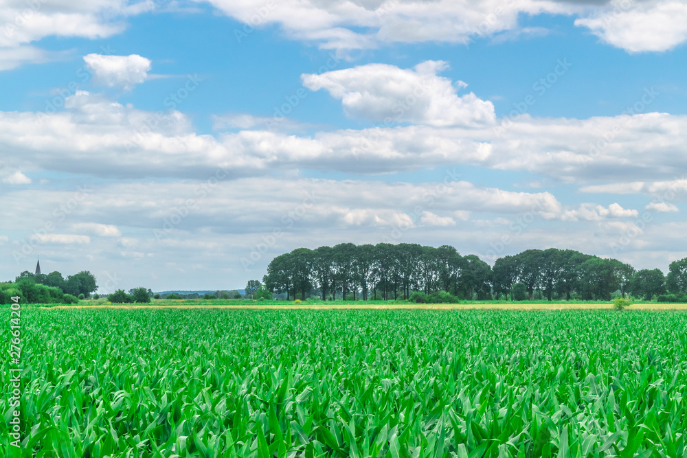 Dutch polder landscape in summer