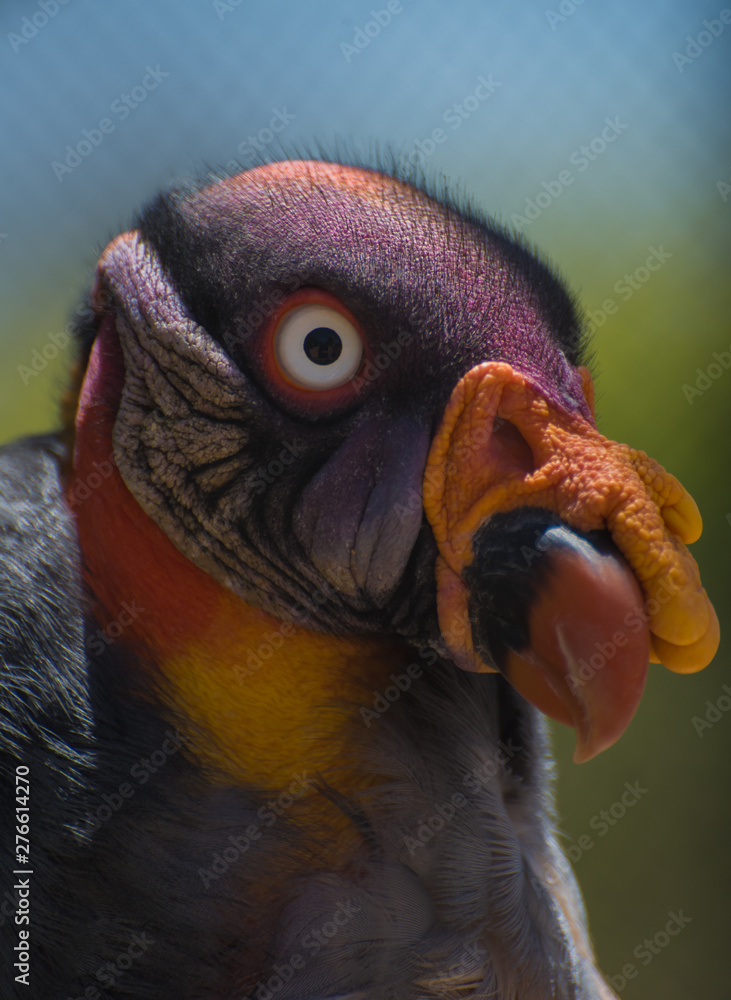 details of the face of a king vulture details of the face of a king vulture