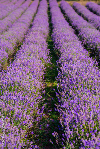 Lavander field in the summer