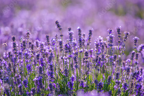 Lavander field in the summer