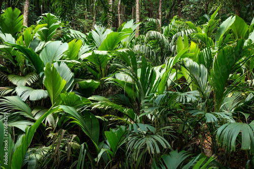 Tropical jungle with giant green fern on the Seychelles