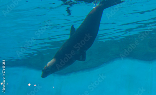 Seal. Underwater