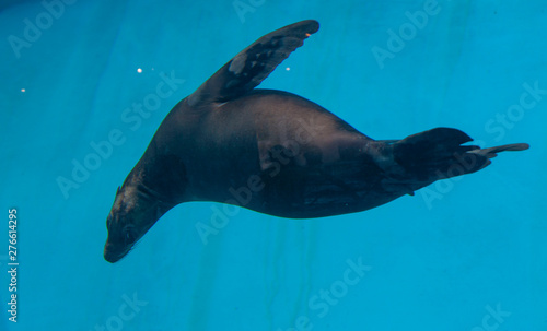 Seal. Underwater