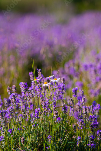 Lavander field in the summer