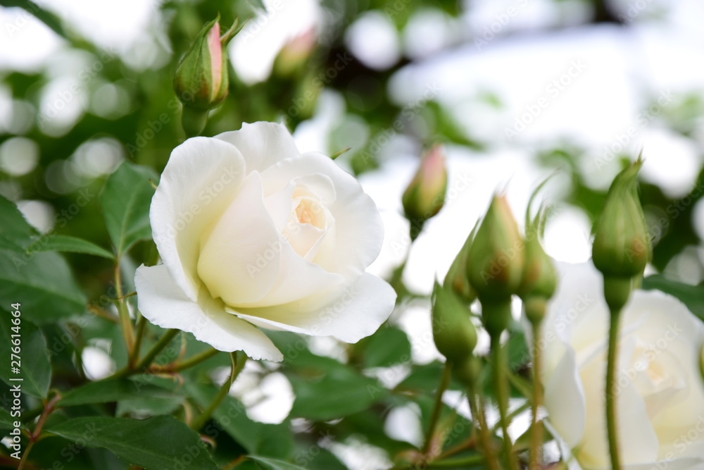 Weiße Rosen im Garten vor unscharfen Hintergrund Weiße Rosen im Garten vor unscharfen Hintergrund