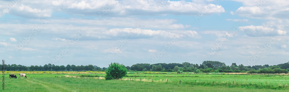 Cows standing in polder landscape