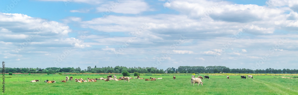 Cows standing in polder landscape Cows standing in polder landscape