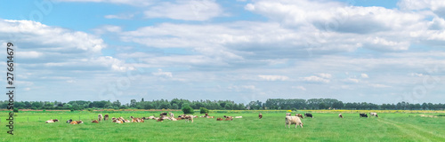 Fotografie Cows standing in polder landscape