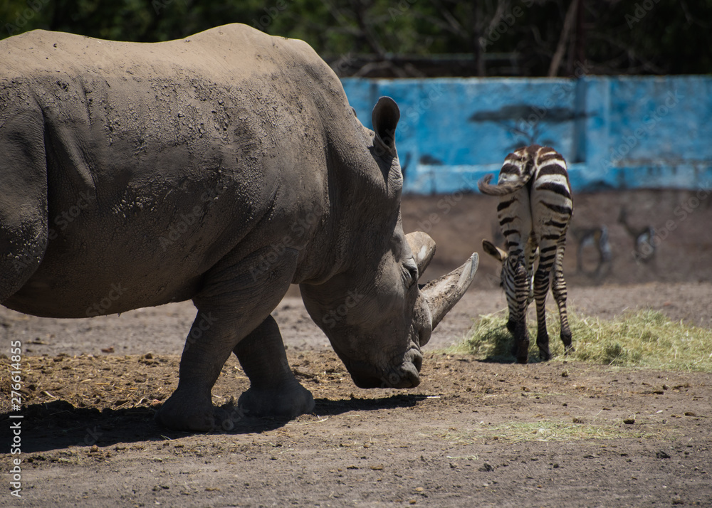 Naklejka premium Rhino chasing a zebra, Hunt concept
