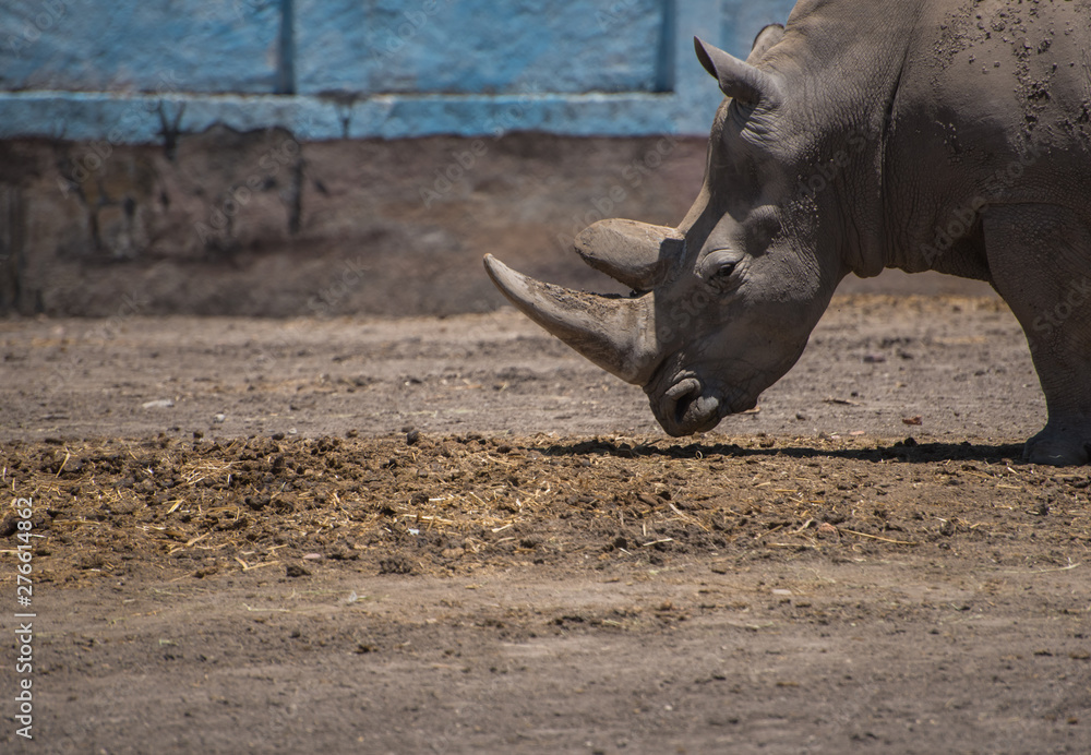 Fototapeta premium Rhino profile