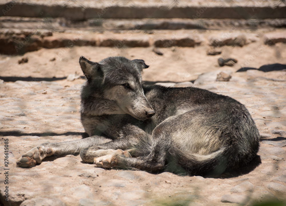 wolf seen from the other side of a gate in the zoo wolf seen from the other side of a gate in the zoo