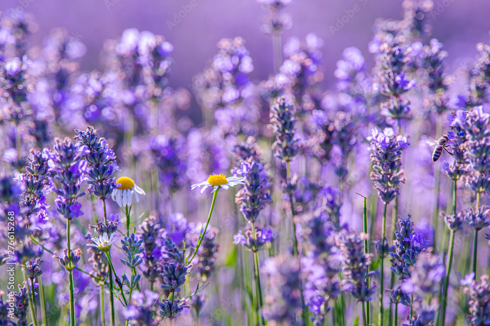 Fototapeta premium Lavander field in the summer