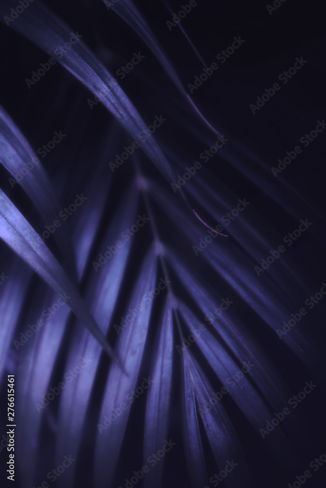 Fototapeta premium Deep dark purple palm leaves pattern