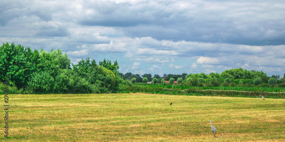 A heron standing in Dutch meadow