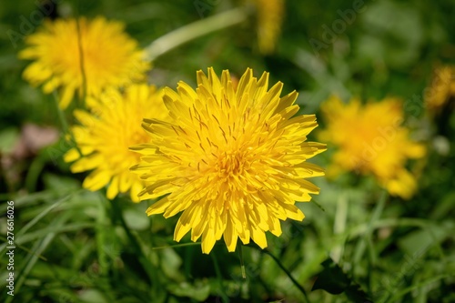 Beautiful yellow dandelion in full bloom, among lush green grass © Casual-T