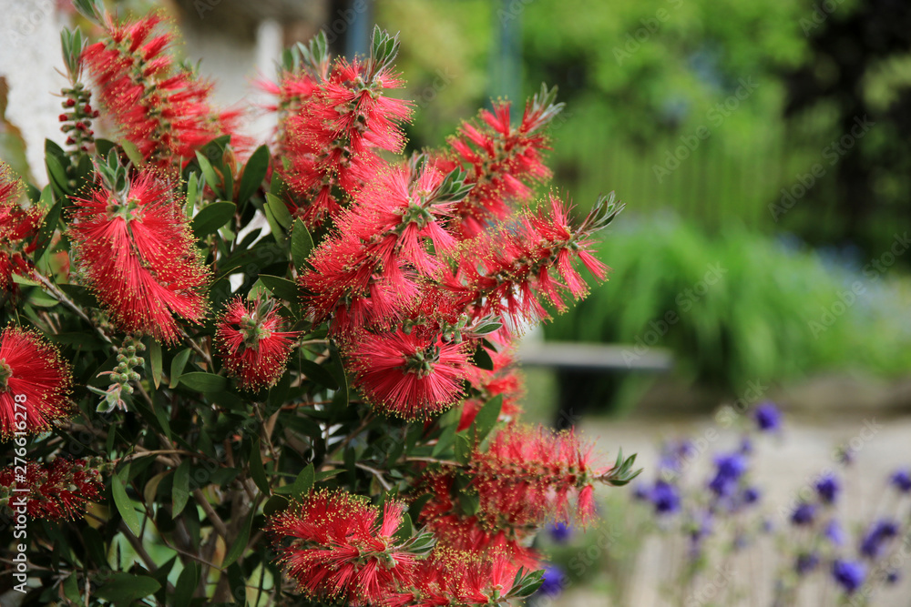 Pfeifenputzerstrauch