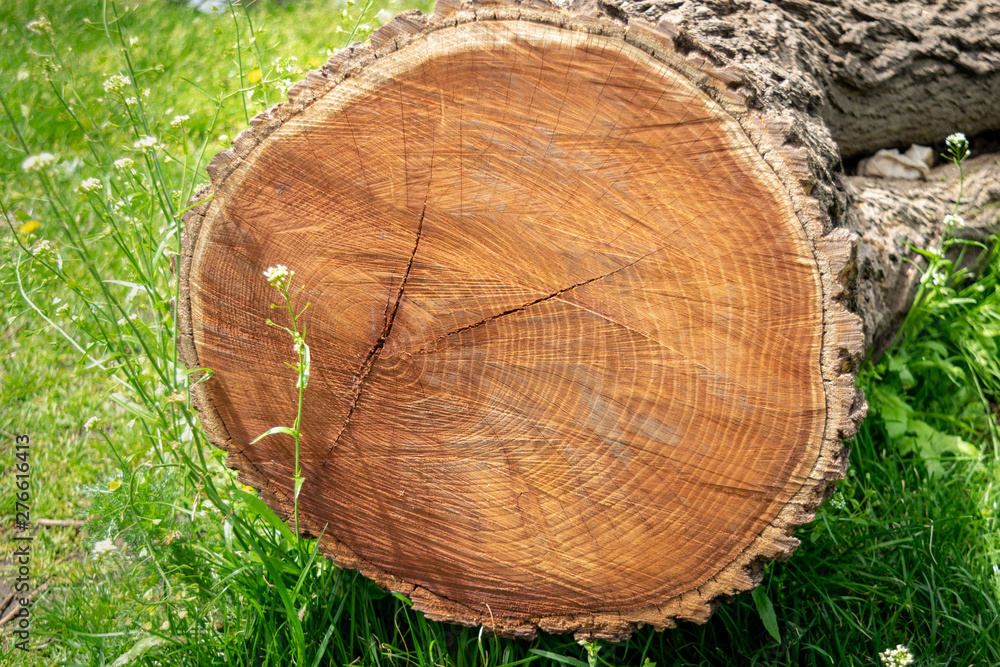Cross-section of a cut-down tree, lying in a meadow of green grass, showing year rings Cross-section of a cut-down tree, lying in a meadow of green grass, showing year rings