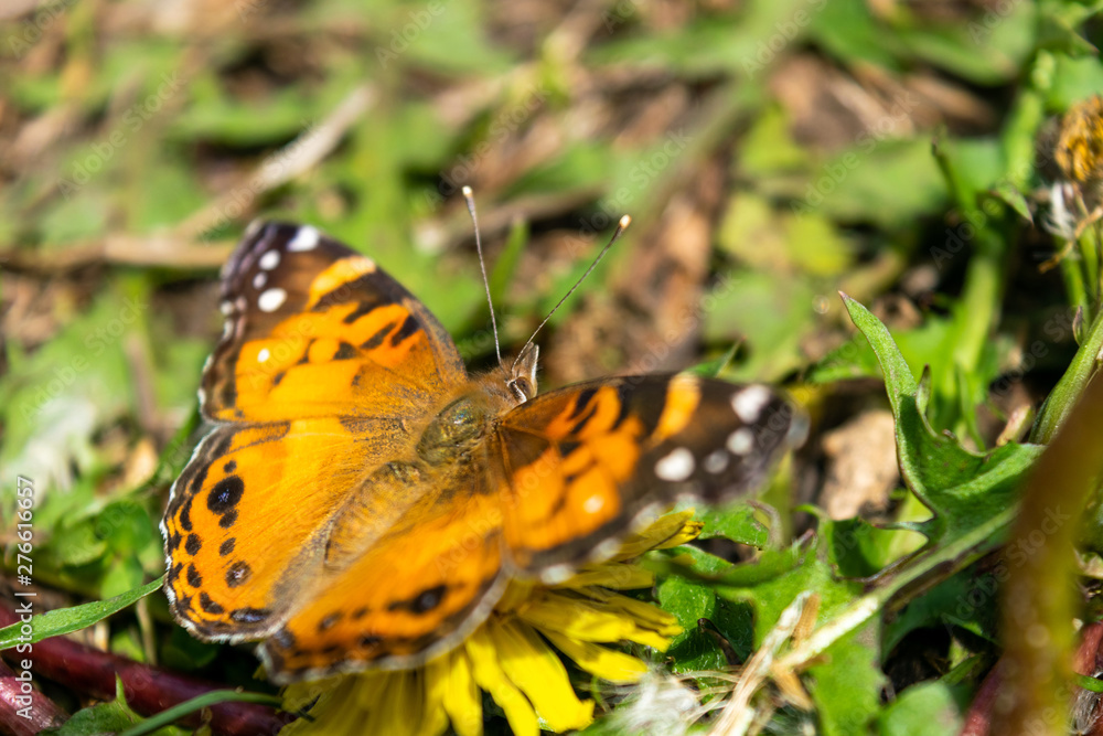 Closeup of a beautiful butterfly with orange & black wings, sitting on a yellow blooming dandelion among lush green grass, on a sunny day Closeup of a beautiful butterfly with orange & black wings, sitting on a yellow blooming dandelion among lush green grass, on a sunny day