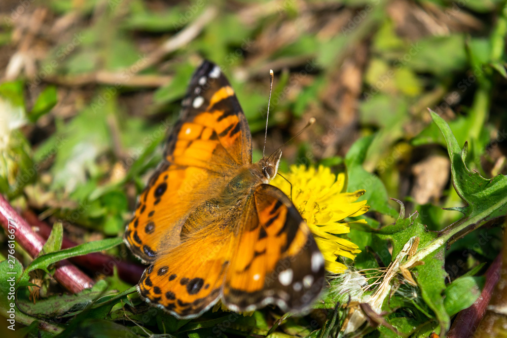 Closeup of a beautiful butterfly with orange & black wings, sitting on a yellow blooming dandelion among lush green grass, on a sunny day Closeup of a beautiful butterfly with orange & black wings, sitting on a yellow blooming dandelion among lush green grass, on a sunny day