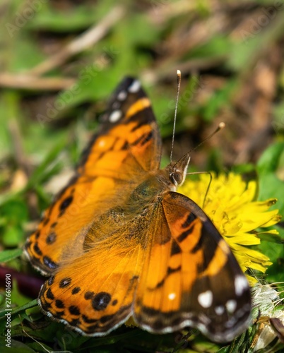 Closeup of a beautiful butterfly with orange & black wings, sitting on a yellow blooming dandelion among lush green grass, on a sunny day photo