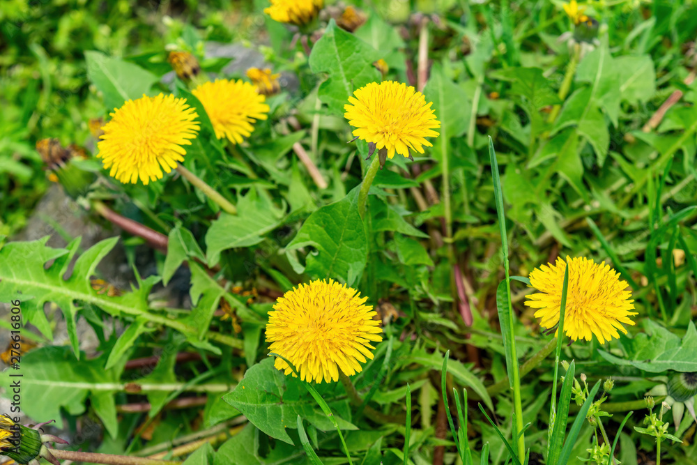 Beautiful yellow dandelion in full bloom, among lush green grass Beautiful yellow dandelion in full bloom, among lush green grass