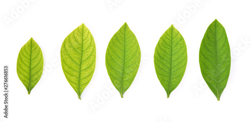  Collection of garden leaves on white background. Top view.