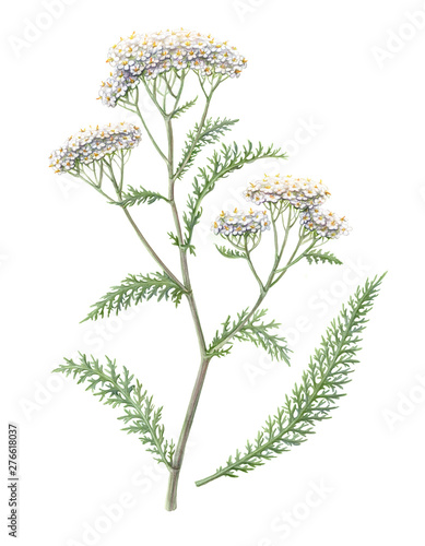 Yarrow Pencil Illustration Isolated on White
