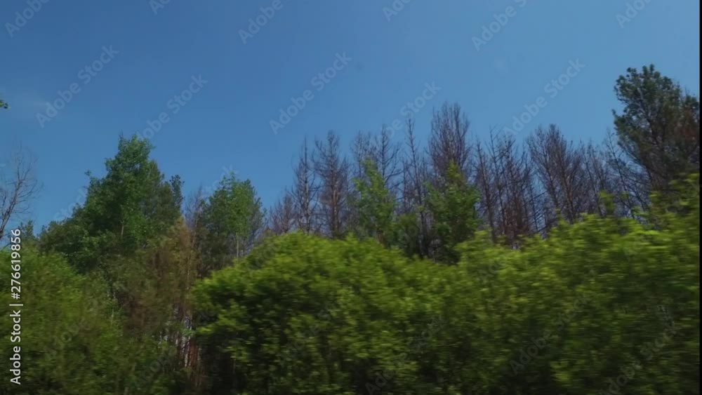 Driving by the red forest, ring of trees that received a deadly dose of radiation in Chernobyl nuclear disaster Driving by the red forest, ring of trees that received a deadly dose of radiation in Chernobyl nuclear disaster
