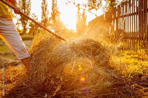 Farmer woman gathers hay with pitchfork at sunset in countryside. Hard work in village. photo