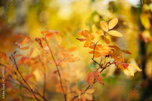Branch of dog rose in sunset. Scenic autumn rich flora in golden hour. Colorful briar leaves in sunrise on multicolor bokeh plants nature background in sunlight. Sunny fall natural backdrop.