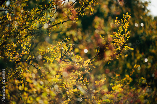 Foliage of caragana arborescens in sunset. Scenic autumn rich flora in golden hour. Colorful yellow acacia in sunrise. Multicolor bokeh plant nature background in sunlight. Sunny fall natural backdrop photo