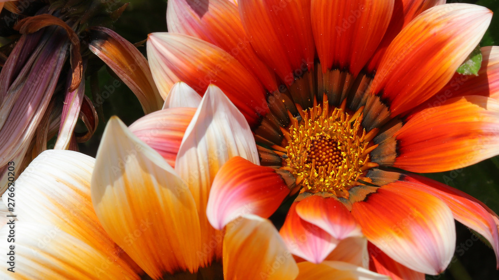 Fotografie Gazania en Cantabria