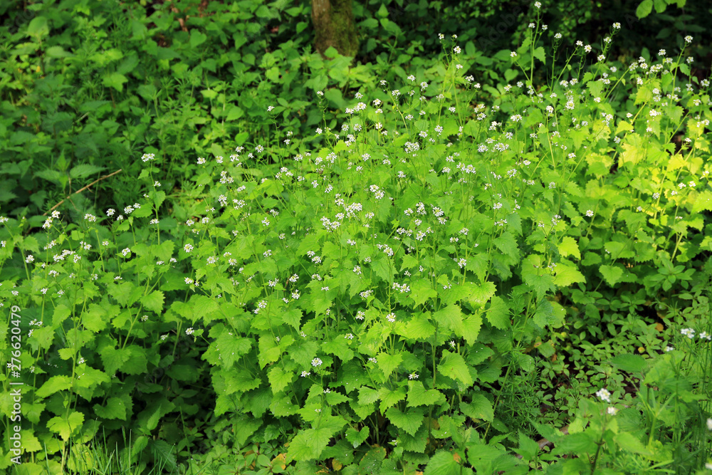 Knoblauchrauke Knoblauchrauke