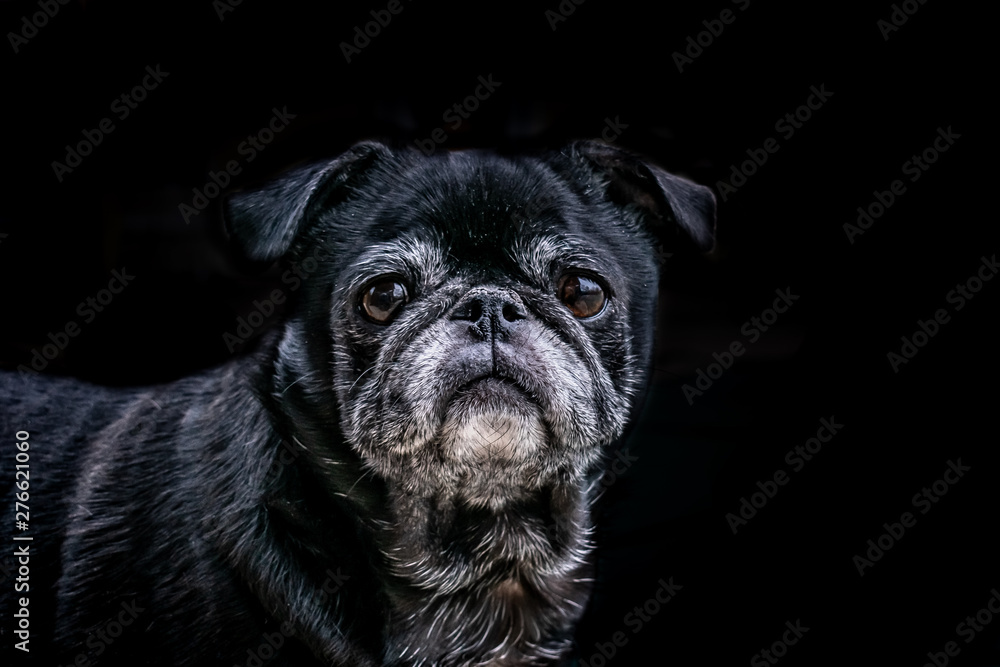 portrait of a dog portrait of a dog