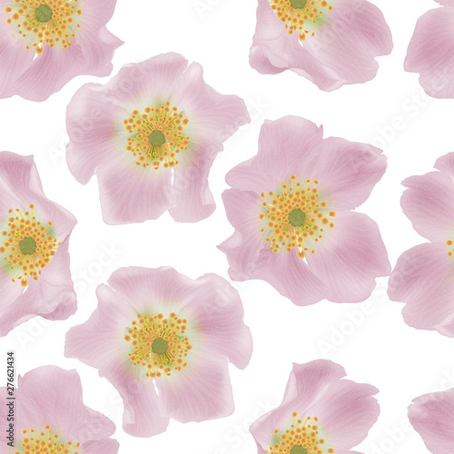 Beautiful seamless pattern with Rose. Vector illustration.  © helenagl