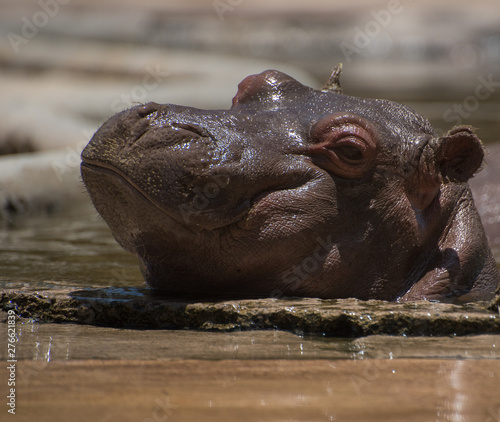 cute baby hippo taking a sun bath