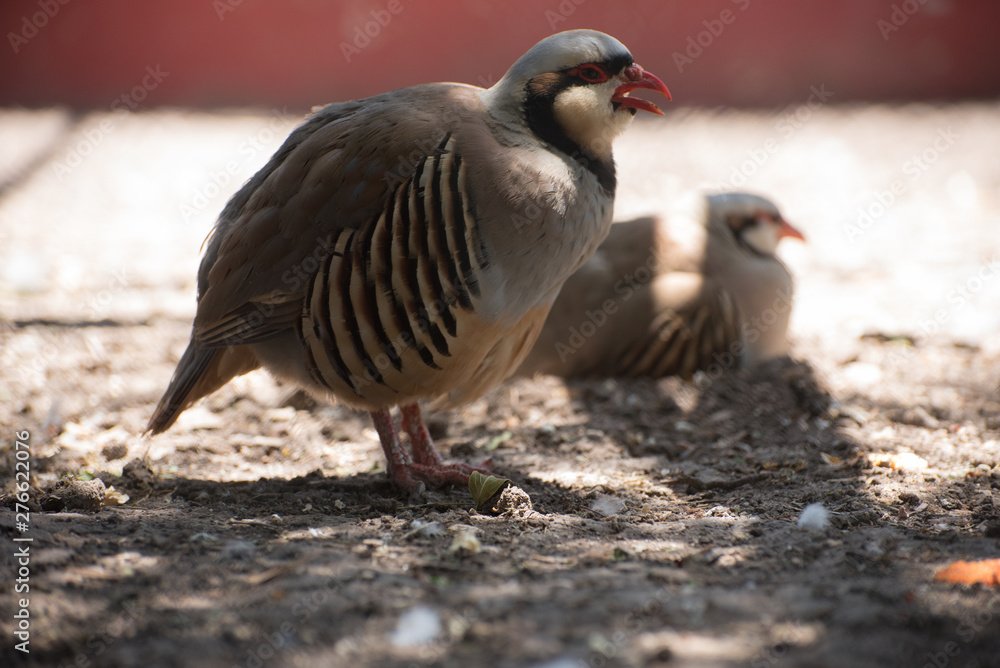 red legged partridge red legged partridge