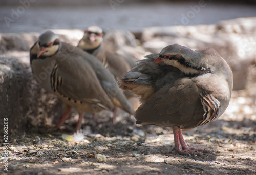 patridge bird at the zoo photo