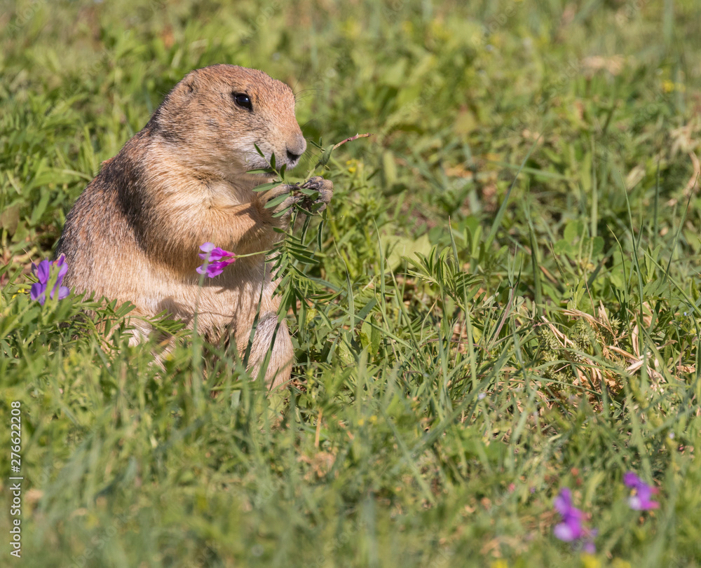 Black-tailed prairie dog are feeding flowers at the grasslands of Roberts Prairie Dog Town Black-tailed prairie dog are feeding flowers at the grasslands of Roberts Prairie Dog Town