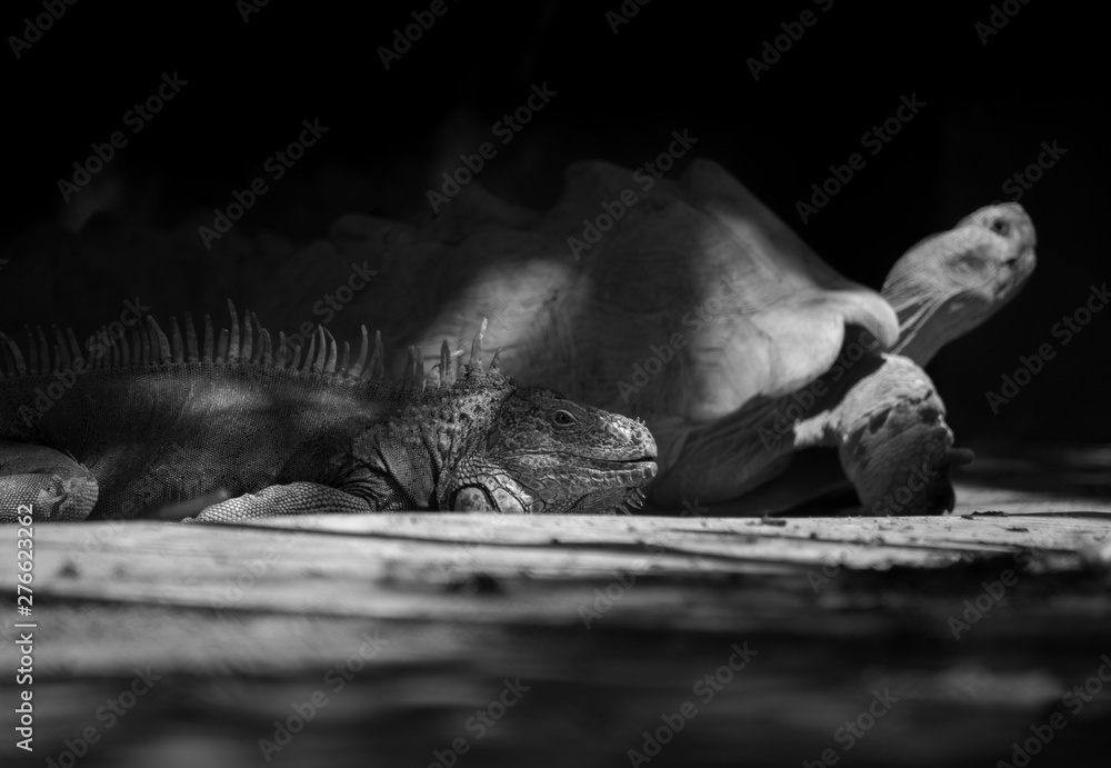 black and withe, big Iguana lying on the ground next to a spurred tortoise black and withe, big Iguana lying on the ground next to a spurred tortoise