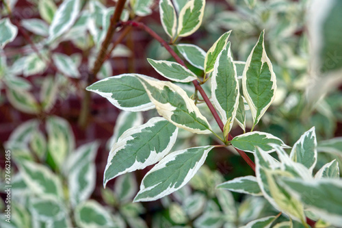 Leaves of Cornus Controversa Variegata