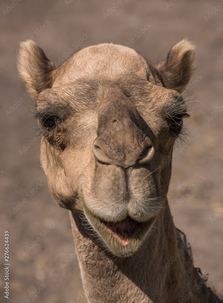 Obraz premium vertical close up of the face of a dromedary, camel