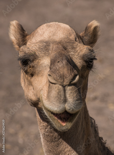 vertical close up of the face of a dromedary, camel