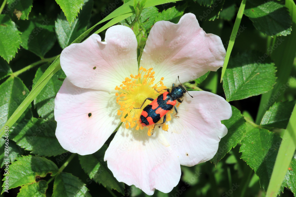 Zottiger Bienenkäfer