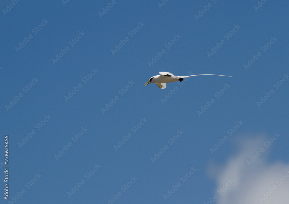 White-tailed tropicbird Phaethon lepturus bird in flight White-tailed tropicbird Phaethon lepturus bird in flight