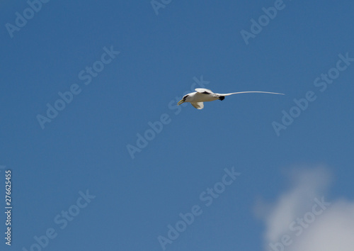 White-tailed tropicbird Phaethon lepturus bird in flight