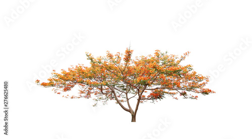 orange flower tree isolated on white background