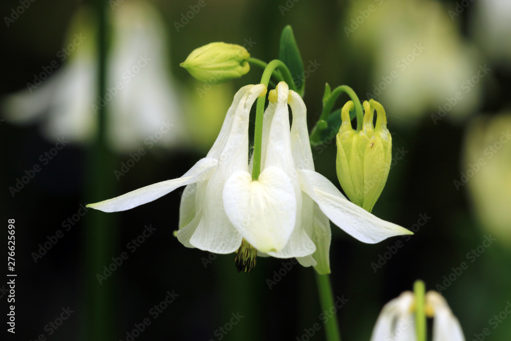 Obraz premium Akelei